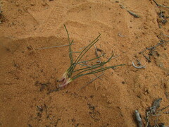 Drimia arenicola