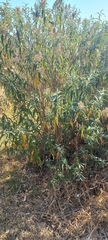 Buddleja