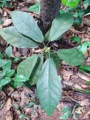 Ficus aurata