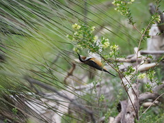 Acanthorhynchus tenuirostris