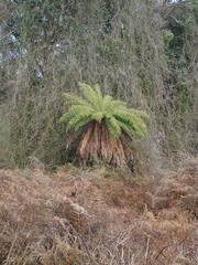 Dicksonia fibrosa