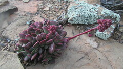 Crassula nudicaulis