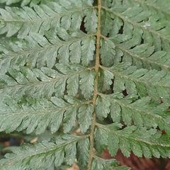 Parapolystichum acuminatum