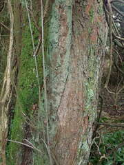 Podocarpus laetus