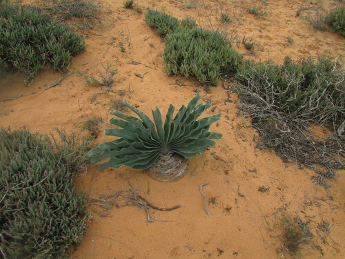 Boophone haemanthoides