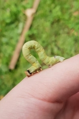 Biston betularia