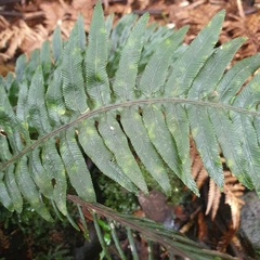 Blechnum chambersii