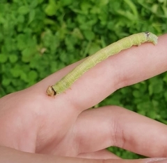 Biston betularia