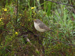 Acanthiza reguloides