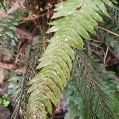 Blechnum chambersii