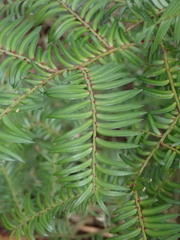 Prumnopitys ferruginea
