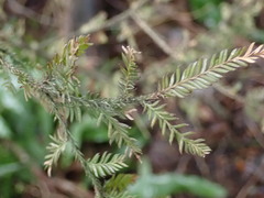 Dacrycarpus dacrydioides