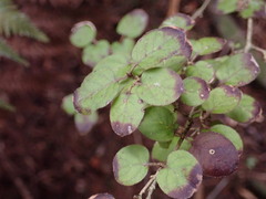 Coprosma rotundifolia