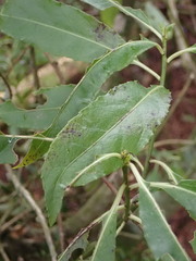 Melicytus lanceolatus
