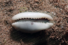 Erronea cylindrica