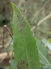 Melicytus lanceolatus