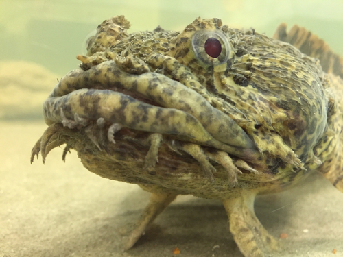 Oyster Toadfish