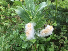 Salix commutata
