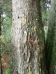 Dacrycarpus dacrydioides