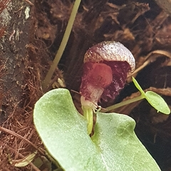 Corybas grumulus