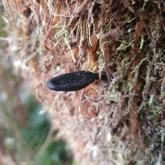 Geoglossum