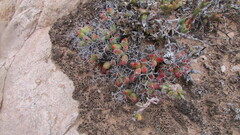 Tylecodon reticulatus