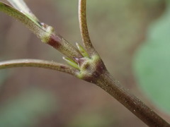 Coprosma foetidissima