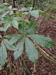 Schefflera digitata