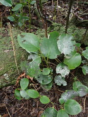 Griselinia littoralis