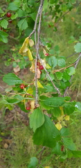 Ribes diacanthum