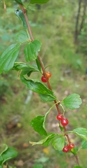 Ribes diacanthum