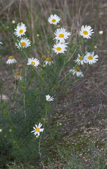 Tripleurospermum