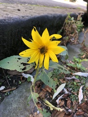 Helianthus annuus