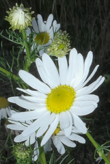 Tripleurospermum