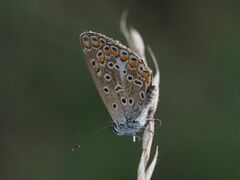 Polyommatus icarus