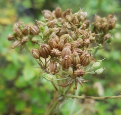 Pleurospermum uralense