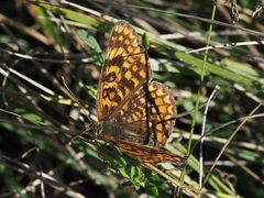 Melitaea