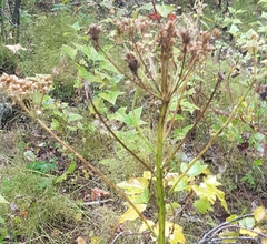 Pleurospermum uralense