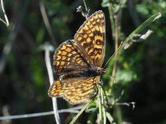 Melitaea