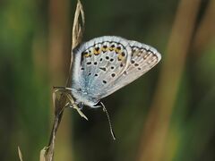 Plebejus argus