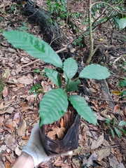 Aphanamixis polystachya