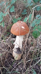 Leccinum versipelle