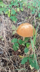 Leccinum versipelle