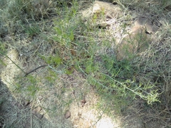 Asparagus transvaalensis