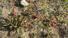 Cephalophyllum rostellum