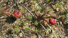 Cephalophyllum rostellum
