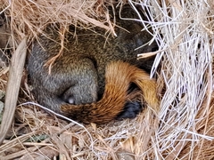 Mammalia