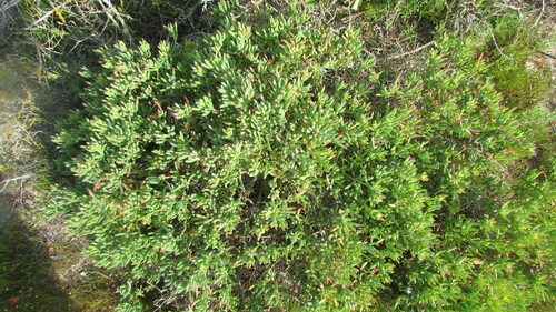 Image of Lampranthus vernalis by (c) James Deacon, some rights reserved (CC BY-SA)