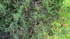 Lampranthus vernalis