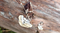 Trichaptum fuscoviolaceum